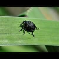 Attēlu rezultāti vaicājumam “Mononychus punctumalbum”