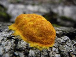 Attēlu rezultāti vaicājumam “Fuligo septica var. flava young”