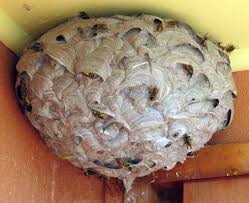 Attēlu rezultāti vaicājumam “Vespula germanica”