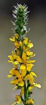 Image result for Agrimonia eupatoria