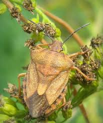 Attēlu rezultāti vaicājumam “Carpocoris purpureipennis”