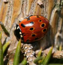 Attēlu rezultāti vaicājumam “Anatis ocellata”