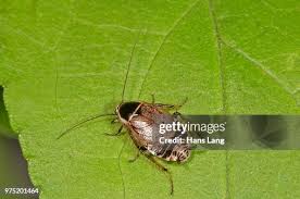 Attēlu rezultāti vaicājumam “Ectobius sylvestris nymph”
