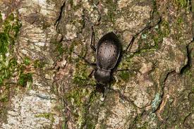 Attēlu rezultāti vaicājumam “Carabus hortensis”
