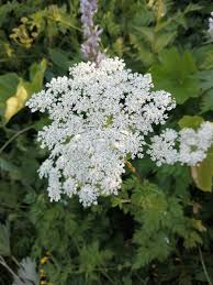 Attēlu rezultāti vaicājumam “Selinum carvifolia leaf”