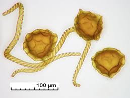 Attēlu rezultāti vaicājumam “Reboulia hemisphaerica”