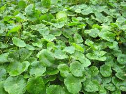 Attēlu rezultāti vaicājumam “Hydrocotyle vulgaris”