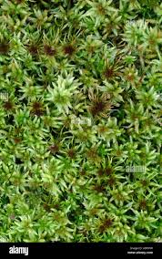 Attēlu rezultāti vaicājumam “Sphagnum balticum”