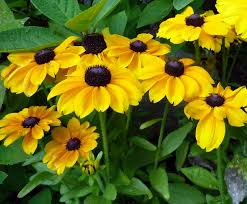 Attēlu rezultāti vaicājumam “Rudbeckia hirta var. pulcherrima”