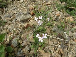 Attēlu rezultāti vaicājumam “Cardaminopsis arenosa bud”