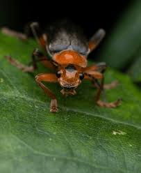 Attēlu rezultāti vaicājumam “Cantharis livida”