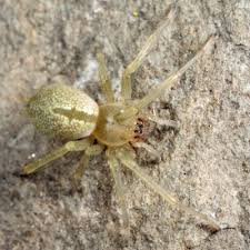 Attēlu rezultāti vaicājumam “Cheiracanthium sp.”