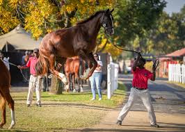 Image result for Buchan Group Riding For The Disabled
