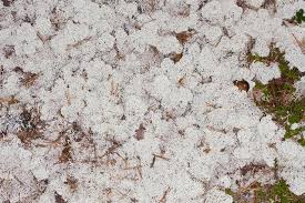 Attēlu rezultāti vaicājumam “Cladonia stellaris”