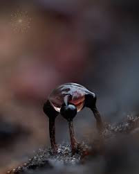 Attēlu rezultāti vaicājumam “Metatrichia sp.”