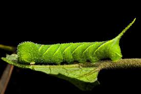 Attēlu rezultāti vaicājumam “Trichia longipalpis macro”