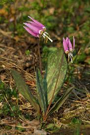 Attēlu rezultāti vaicājumam “Erythronium sibiricum”