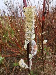 Attēlu rezultāti vaicājumam “Salix lapponum”