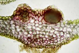 Attēlu rezultāti vaicājumam “Pellia neesiana”