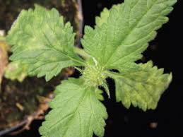 Attēlu rezultāti vaicājumam “Symphytocarpus flaccidus young”