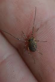 Attēlu rezultāti vaicājumam “Lophopilio palpinalis”