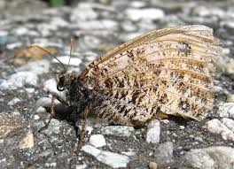 Attēlu rezultāti vaicājumam “Oeneis jutta underside”