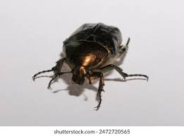 Attēlu rezultāti vaicājumam “Cetonia aurata imago”