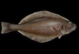 Image result for Reinhardtius hippoglossoides