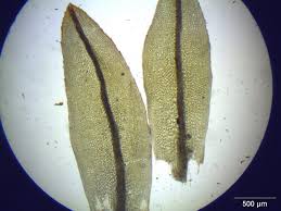 Attēlu rezultāti vaicājumam “Tortula subulata”