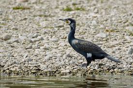 Image result for Phalacrocorax carbo