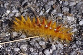 Attēlu rezultāti vaicājumam “Acronicta aceris”