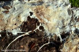 Attēlu rezultāti vaicājumam “Porotheleum fimbriatum”