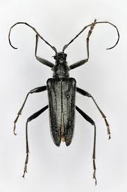 Attēlu rezultāti vaicājumam “Oxymirus cursor female”