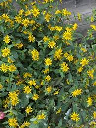 Image result for Sanvitalia procumbens