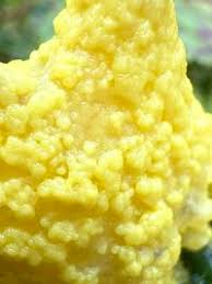 Attēlu rezultāti vaicājumam “Badhamia lilacina”