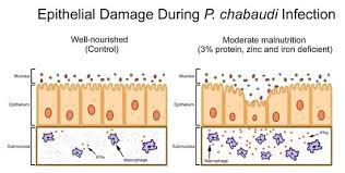 Attēlu rezultāti vaicājumam “Enteridium variabile plasmodium”