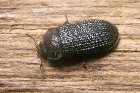 Attēlu rezultāti vaicājumam “Grynocharis oblonga”