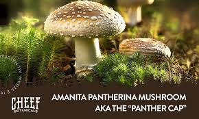 Attēlu rezultāti vaicājumam “Amanita pantherina”