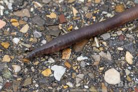 Attēlu rezultāti vaicājumam “Lumbricidae”