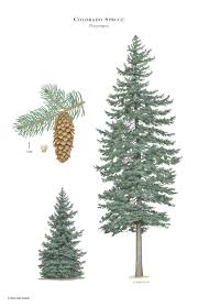 Attēlu rezultāti vaicājumam “Picea”