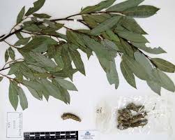 Attēlu rezultāti vaicājumam “Salix daphnoides subsp. acutifolia”