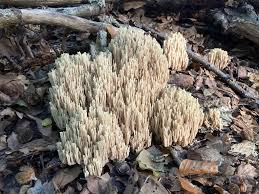Attēlu rezultāti vaicājumam “Ramaria stricta”