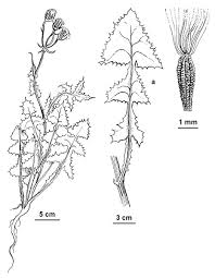 Attēlu rezultāti vaicājumam “Sonchus oleraceus leaf”