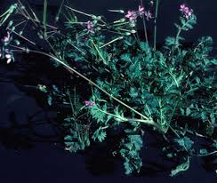 Attēlu rezultāti vaicājumam “Lamproderma violaceum stalked”