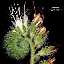 Attēlu rezultāti vaicājumam “Hydrophyllaceae”