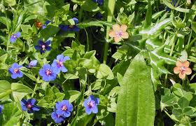 Attēlu rezultāti vaicājumam “Anagallis arvensis flower”