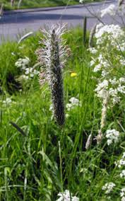 Attēlu rezultāti vaicājumam “Alopecurus pratensis flower”