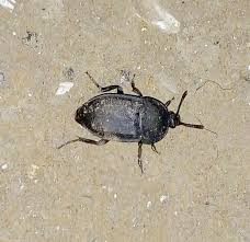 Attēlu rezultāti vaicājumam “Silpha obscura”