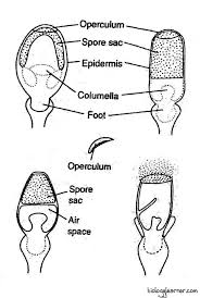 Attēlu rezultāti vaicājumam “Sphagnum centrale sporophyte”