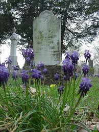 Attēlu rezultāti vaicājumam “Muscari neglectum flower”